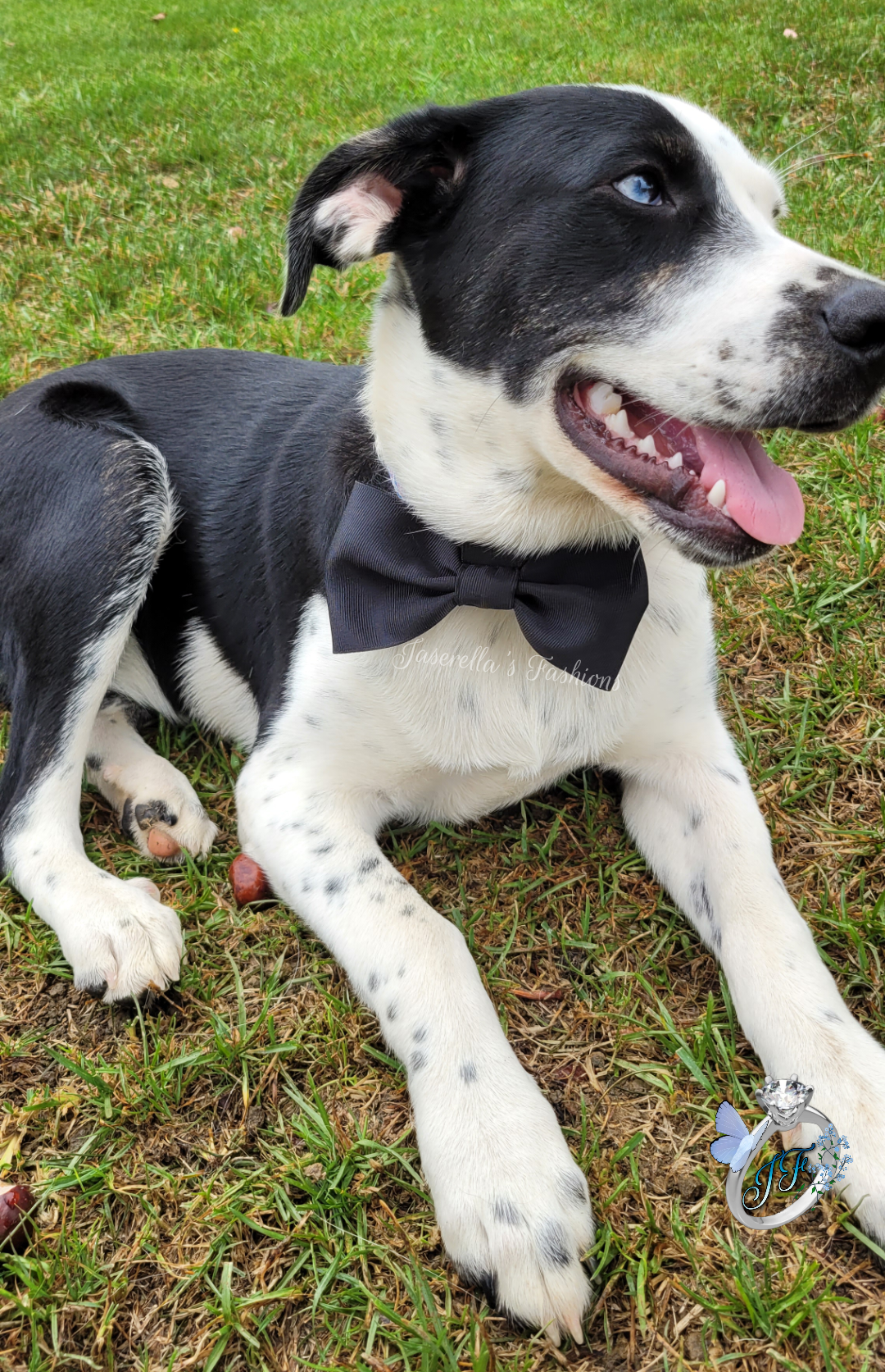 Dog Collar Bowtie