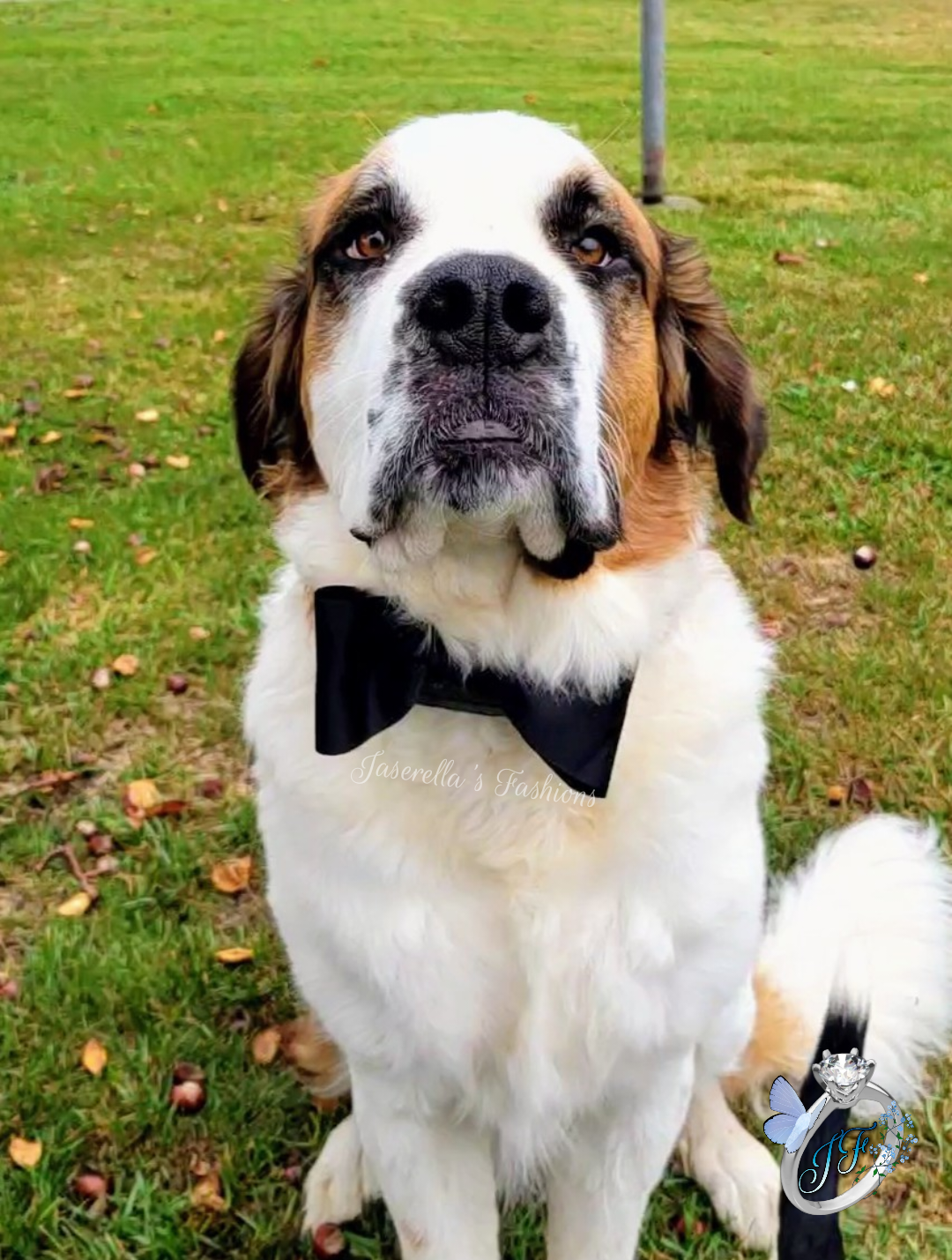 Dog Collar Bowtie